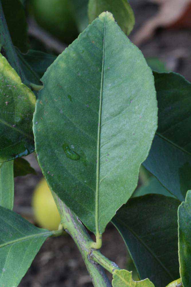            Unifoliolate leaf (Corona Foothill, Riverside, CA)   